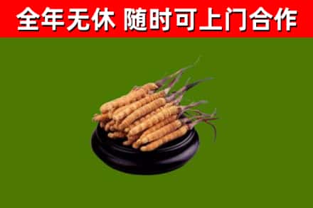 君山烟酒回收冬虫夏草.jpg