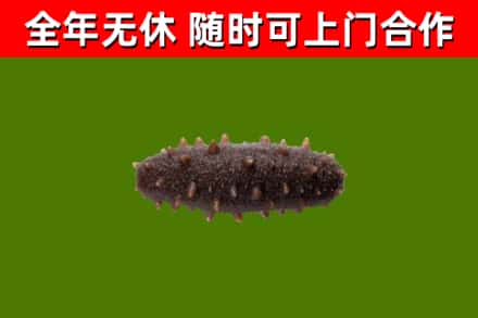 君山烟酒回收干海参.jpg